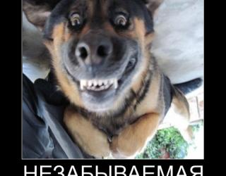 Незабываемая улыбка