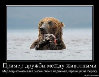 Пример дружбы между животными