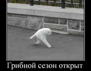 Грибной сезон открыт