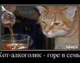 Кот-алкоголик, горе в семье
