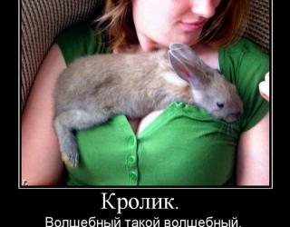 Волшебный кролик
